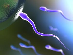 Как действует сперма при оральном контакте