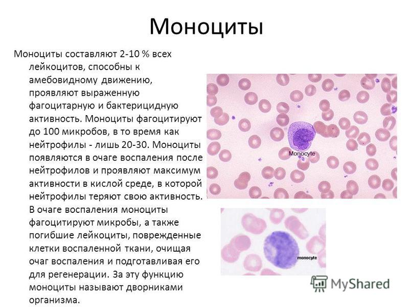 Лейкоцитоз нейтрофилы. Моноциты 0,08. Моноциты (%) 8.5. За что отвечают моноциты в крови. Моноциты 0.28.
