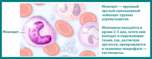 Что такое моноциты в анализе крови