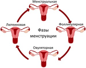 Как устроен женский организм