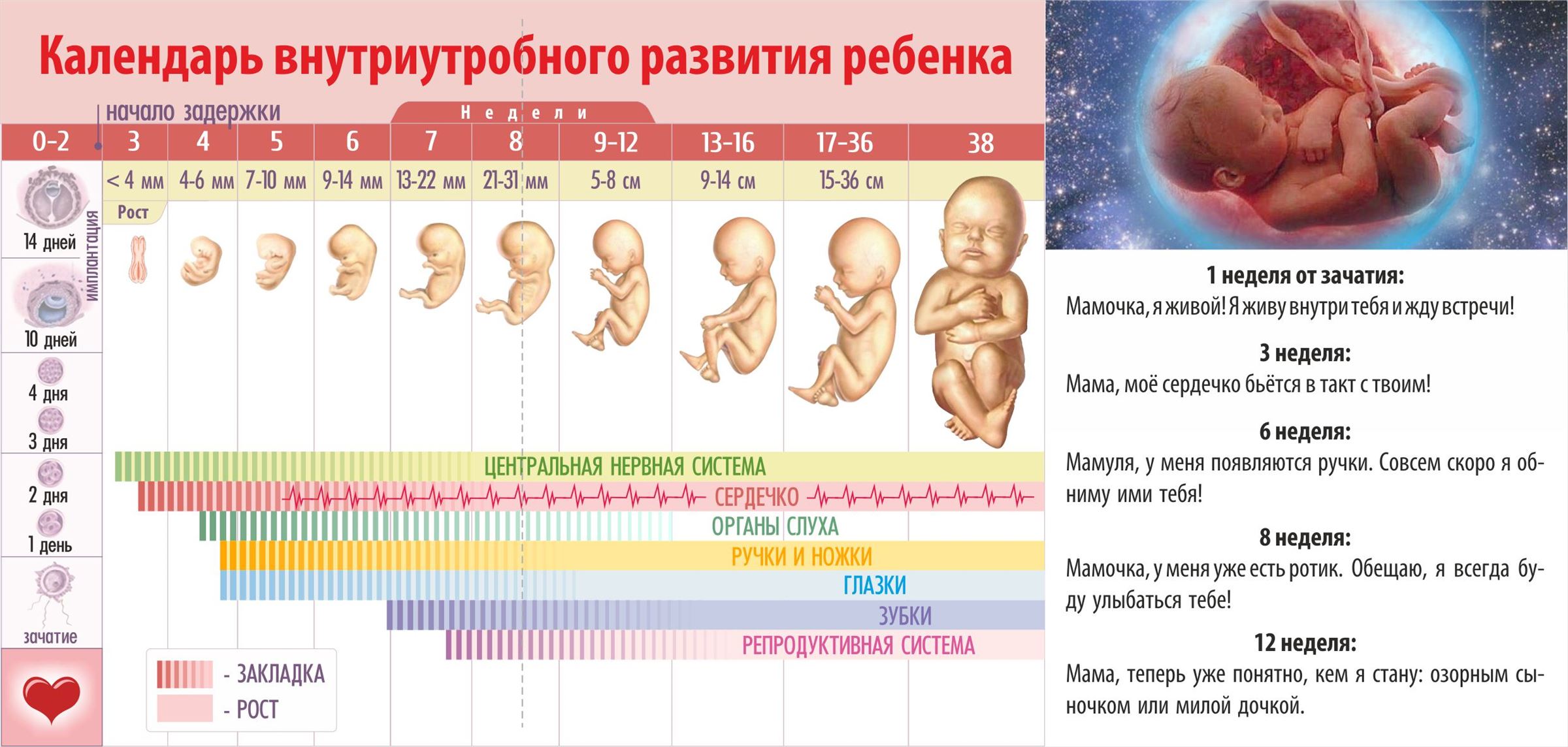 Недели беременности по дате месячных. Периоды внутриутробного развития плода и эмбриона. Периоды формирования плода по неделям беременности. Формирование ребенка по неделям беременности фото плода по неделям. Стадии развития ребенка в утробе матери.