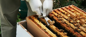 Польза и вред пчелиного клея