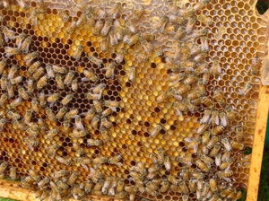Полезные свойства пчелиной перги