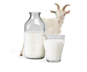 Польза и вред козьего молока для пожилых