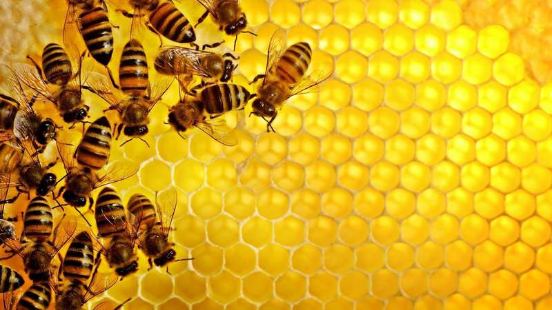 Как узнать настоящий мед или подделка