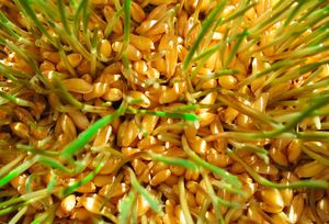 Ростки пшеницы: польза и вред
