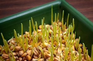 Польза и вред пророщенной пшеницы для организма