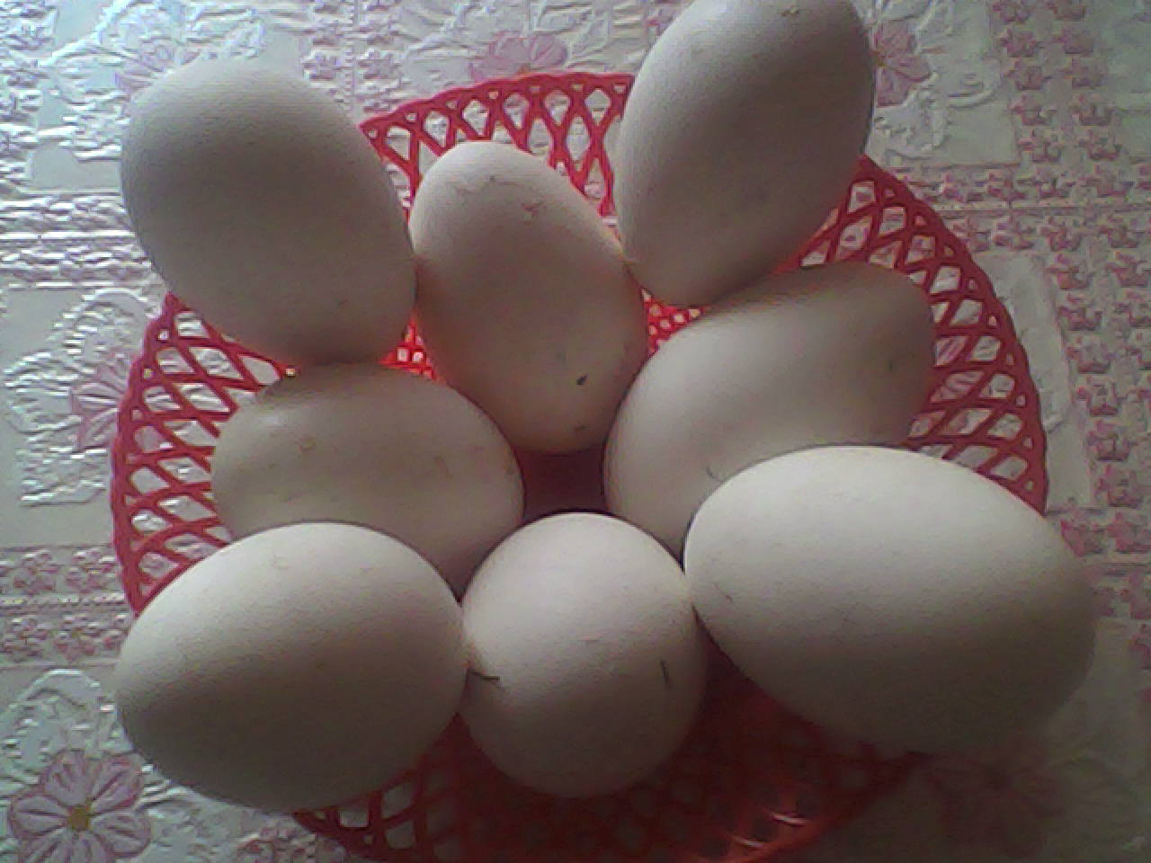 Гусиные яйца едят. Яйцо инкубационное индюшиное. Яйцо гусиное инкубационное. Гусиное и куриное яйцо. Индюшиные яйца.