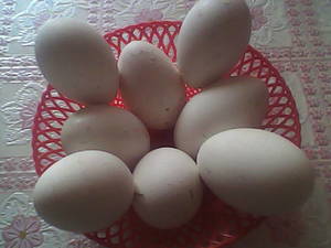 Гусиные яйца - польза и вред для здоровья