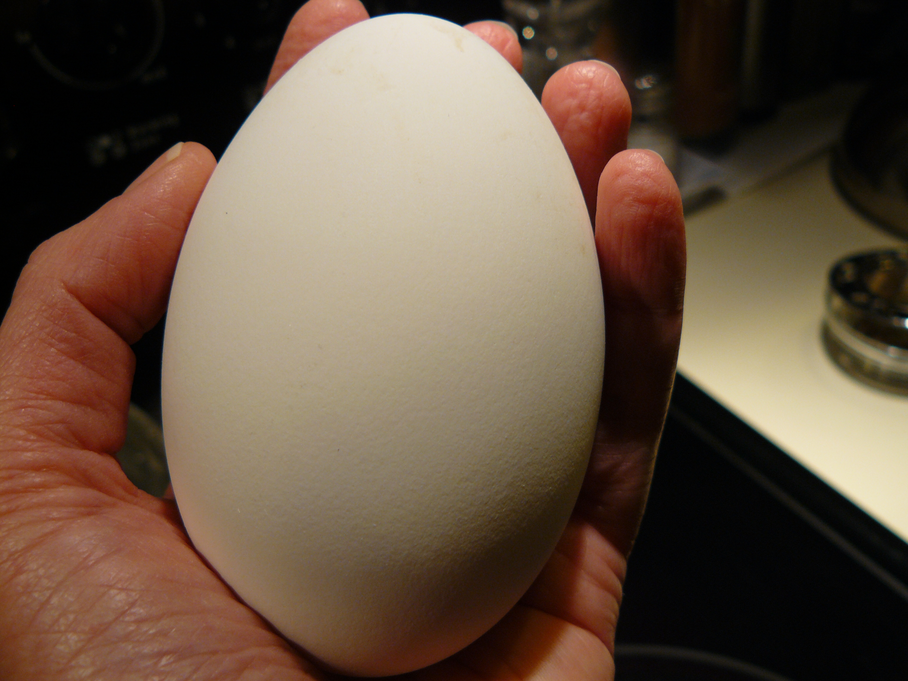 Гусиные яйца едят. Яйцо гусиное инкубационное. Гусыня и гусиное яйцо. Инкубационное яйцо гусей.
