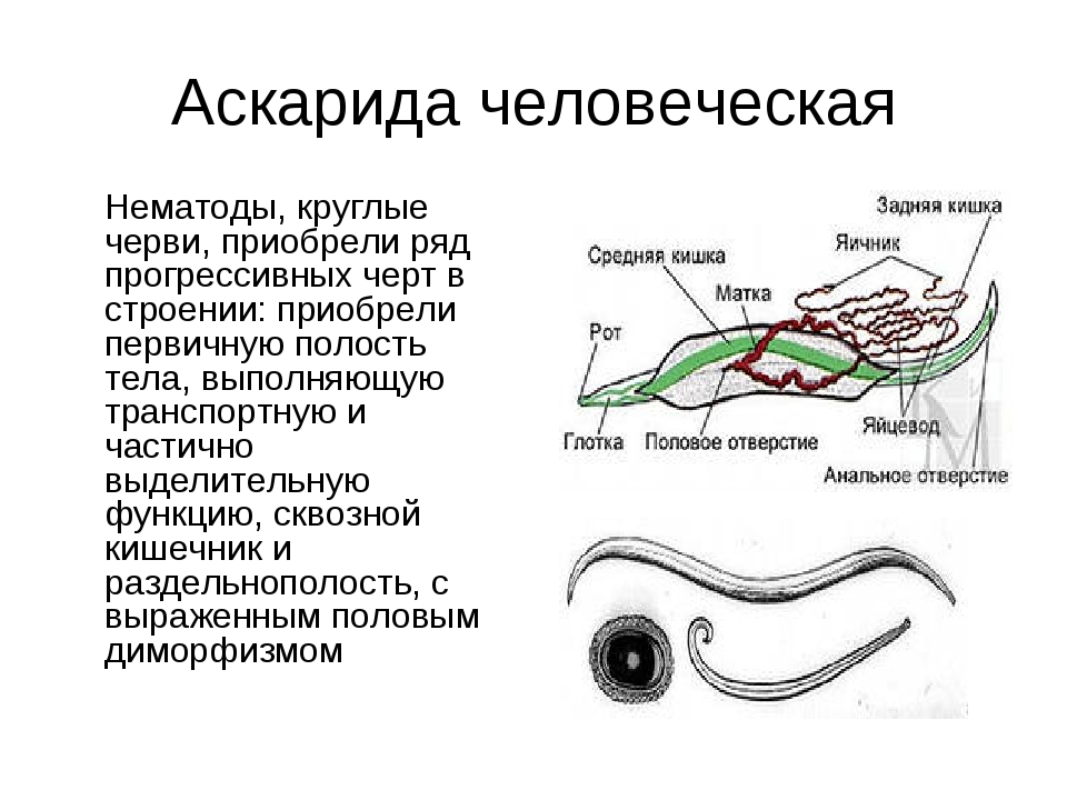 Паразитический червь пищеварительная система. Тип круглые черви аскарида. Нематоды черви строение. Круглые черви аскарида человеческая. Тип круглые черви аскарида человеческая.